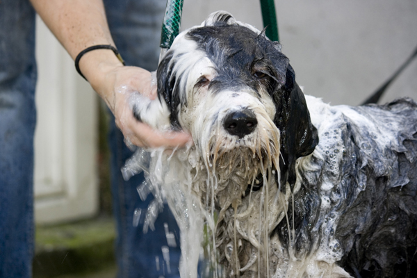 Otlet: wandeling en wasbeurt voor uw hond