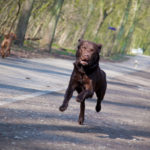 stepwandelingen