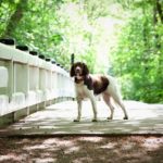Stepwandelingen bij Outlet
