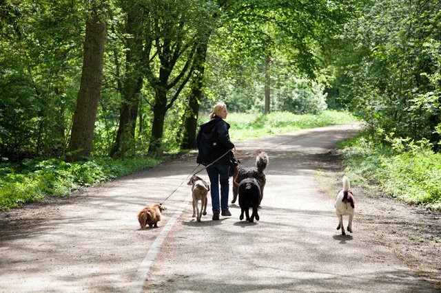 Wandelen met puppies of oudere honden in alle rust voor oudere honden