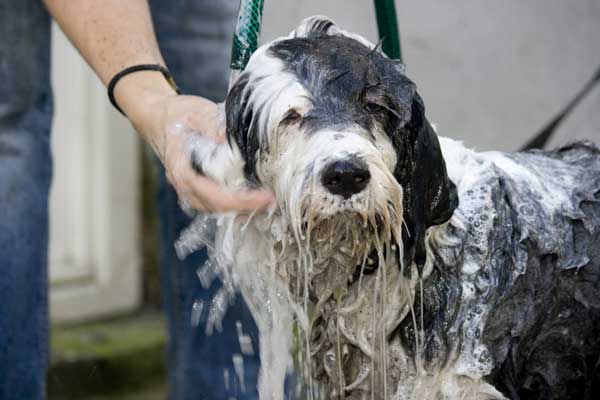 Outlet uitgebreide wasbeurt hond